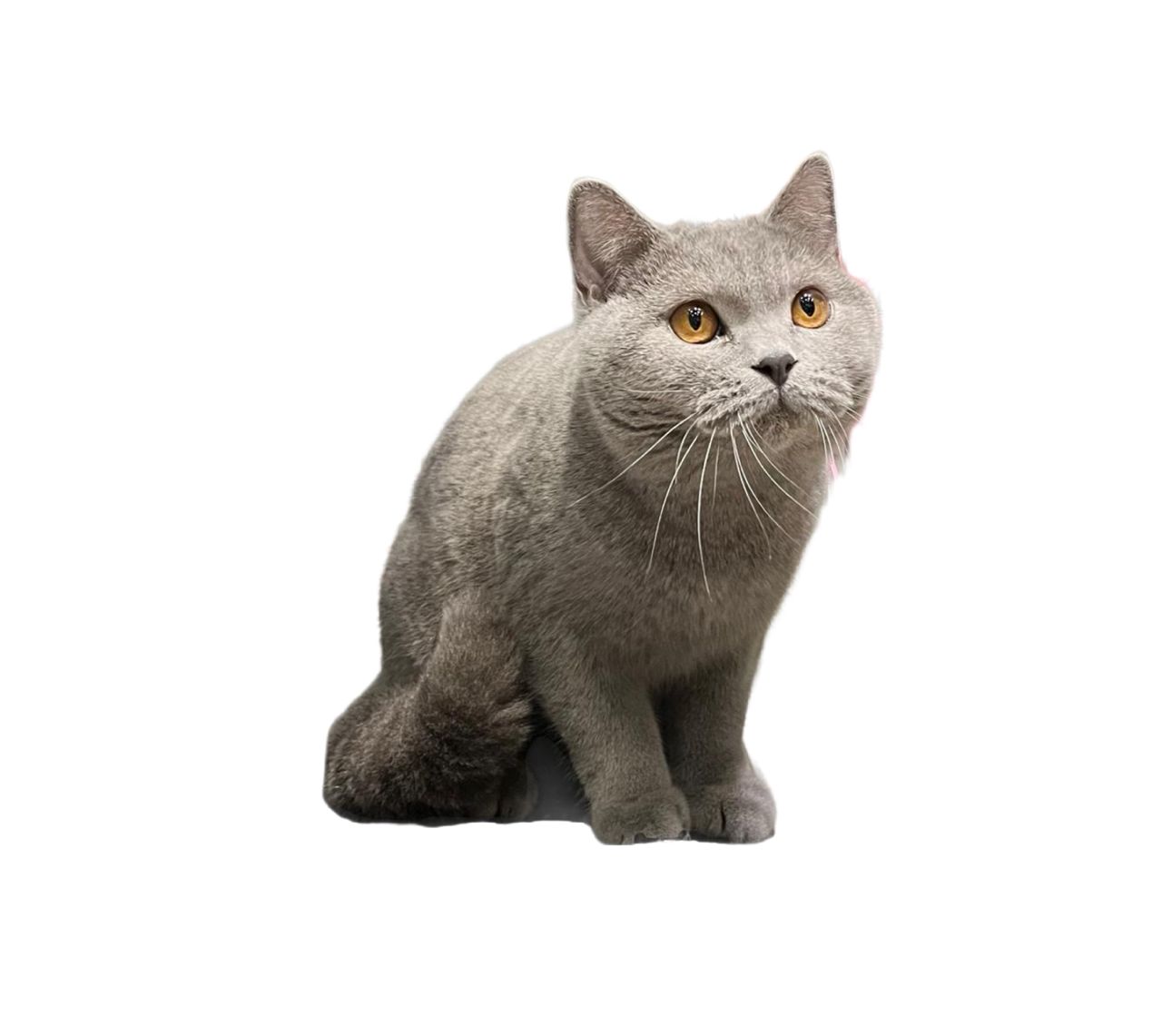 Qwendy Purring Pillow